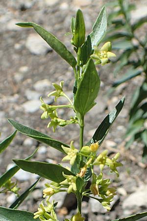 Vincetoxicum hirundinaria subsp. intermedium \ Schwalbenwurz / Swallow Wort, F Pyren&auml;en/Pyrenees, Gorges de Galamus 23.7.2018