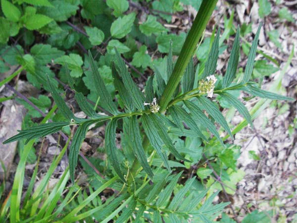 Valeriana officinalis subsp. officinalis \ Echter Arznei-Baldrian / Common Valerian, F Allevard 11.6.2006