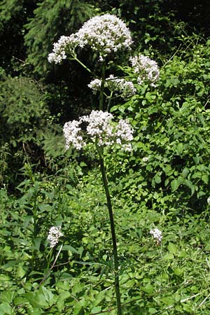 Valeriana officinalis subsp. officinalis \ Echter Arznei-Baldrian / Common Valerian, F Allevard 11.6.2006
