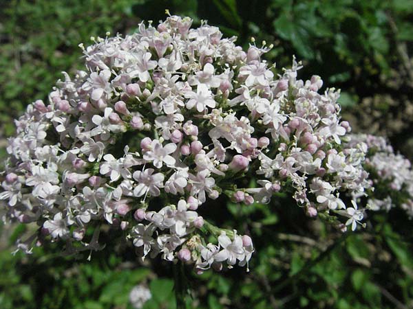 Valeriana officinalis subsp. officinalis \ Echter Arznei-Baldrian / Common Valerian, F Allevard 11.6.2006