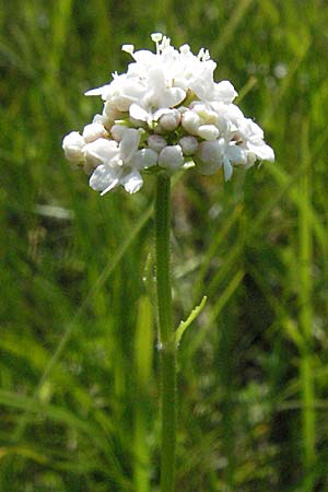 Valeriana montana \ Berg-Baldrian / Mountain Valerian, F Allevard 11.6.2006
