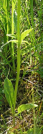 Valeriana montana \ Berg-Baldrian / Mountain Valerian, F Allevard 11.6.2006