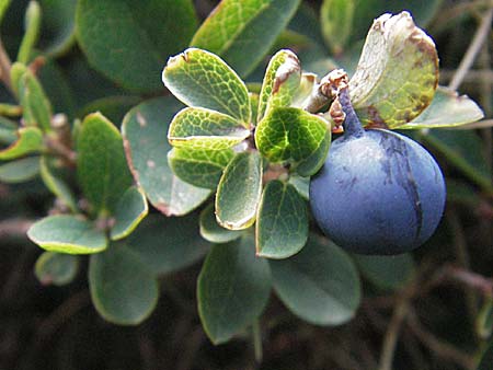 Vaccinium gaultherioides \ Kleinblttrige Moorbeere / Bog Bilberry, F Pyrenäen/Pyrenees, Eyne 9.8.2006