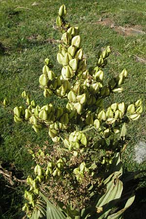 Veratrum album subsp. album \ Weier Germer / White False Hellebore, F Pyrenäen/Pyrenees, Eyne 9.8.2006