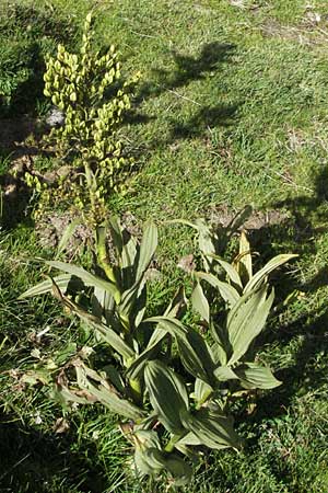 Veratrum album subsp. album \ Weier Germer / White False Hellebore, F Pyrenäen/Pyrenees, Eyne 9.8.2006