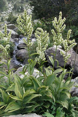Veratrum album subsp. album \ Weier Germer / White False Hellebore, Andorra Estany de Pessons 10.8.2006