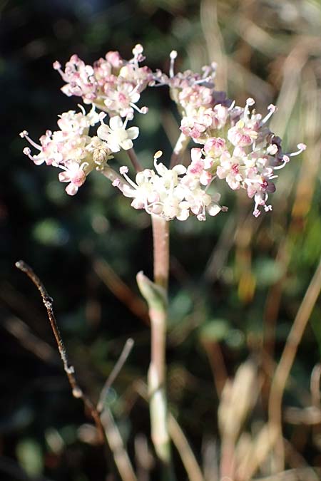 Seseli galloprovinciale \ Provence-Bergfenchel / Provence Seseli, F Col de Vence 7.10.2021