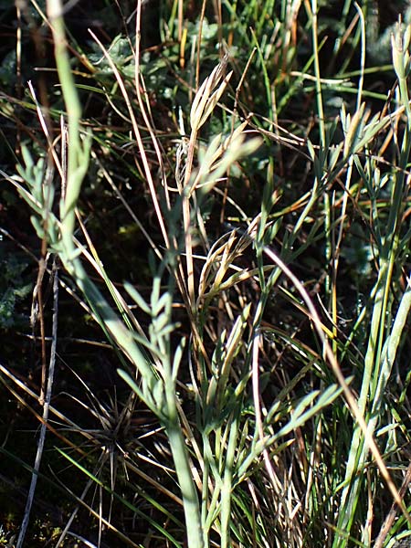 Seseli galloprovinciale \ Provence-Bergfenchel / Provence Seseli, F Col de Vence 7.10.2021