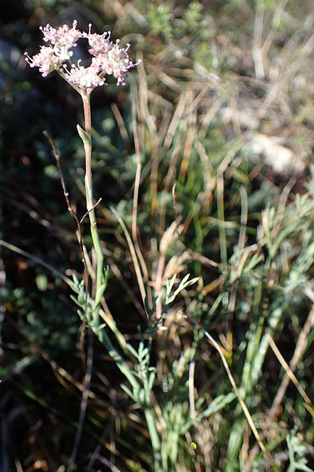 Seseli galloprovinciale \ Provence-Bergfenchel / Provence Seseli, F Col de Vence 7.10.2021