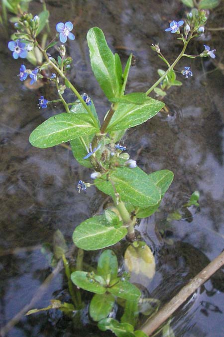 Veronica beccabunga \ Bachbunge / Brooklime, F Serres 10.6.2006