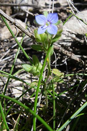 Veronica praecox ? \ Frher Ehrenpreis / Breckland Speedwell, F Queyras, Vieille Ville 22.6.2008