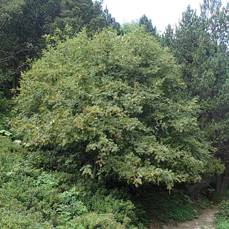 Sorbus aucuparia \ Vogelbeere, Eberesche / Rowan, F Pyrenäen/Pyrenees, Eyne 4.8.2018
