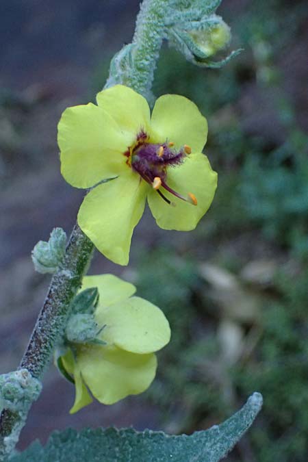 Verbascum boerhavii \ Boerhaaves K�nigskerze / Boerhaave's Mullein, F Berghe Superieur 18.5.2026