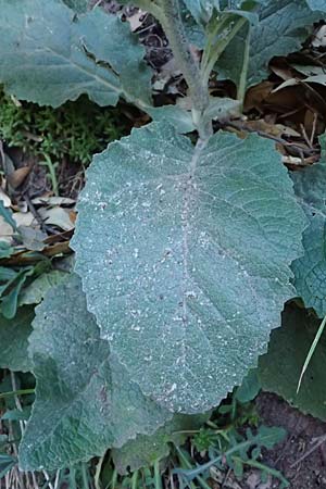 Verbascum boerhavii \ Boerhaaves K�nigskerze / Boerhaave's Mullein, F Berghe Superieur 18.5.2026