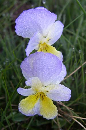 Viola calcarata \ Langsporniges Veilchen, Gesporntes Stiefmtterchen / Spurred Pansy, F Col de Granon 22.6.2008