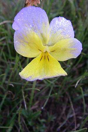 Viola calcarata \ Langsporniges Veilchen, Gesporntes Stiefmtterchen / Spurred Pansy, F Col de Granon 22.6.2008