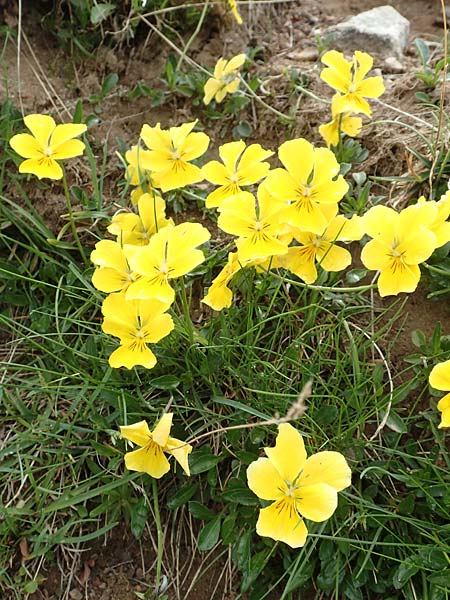 Viola calcarata \ Langsporniges Veilchen, Gesporntes Stiefmtterchen / Spurred Pansy, F Col de la Bonette 8.7.2016