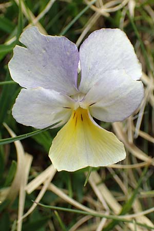 Viola calcarata \ Langsporniges Veilchen, Gesporntes Stiefmtterchen / Spurred Pansy, F Col de la Bonette 8.7.2016