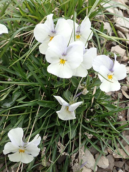 Viola calcarata \ Langsporniges Veilchen, Gesporntes Stiefmtterchen / Spurred Pansy, F Col de la Bonette 8.7.2016