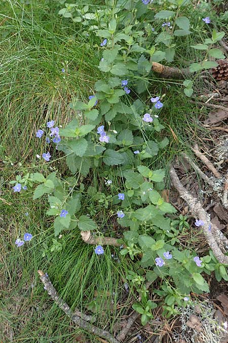 Veronica chamaedrys \ Gamander-Ehrenpreis / Germander Speedwell, F Pyrenäen/Pyrenees, Col de Mantet 28.7.2018