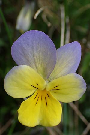 Viola calcarata \ Langsporniges Veilchen, Gesporntes Stiefmtterchen / Spurred Pansy, F Queyras, Fontgillarde 30.4.2023