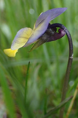 Viola calcarata \ Langsporniges Veilchen, Gesporntes Stiefmtterchen / Spurred Pansy, F Queyras, Fontgillarde 30.4.2023