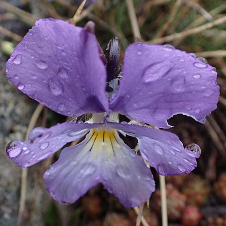 Viola calcarata \ Langsporniges Veilchen, Gesporntes Stiefmtterchen / Spurred Pansy, F Col de la Cayolle 30.4.2023