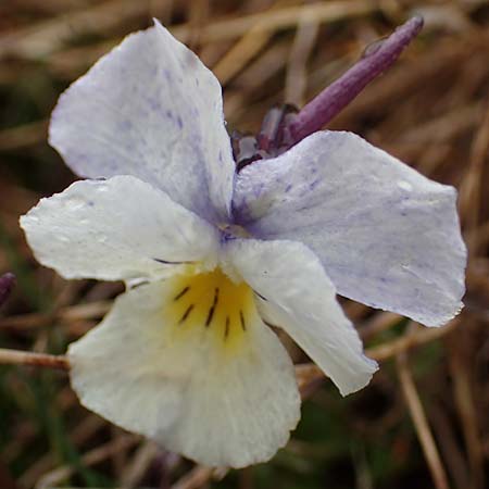 Viola calcarata \ Langsporniges Veilchen, Gesporntes Stiefmtterchen / Spurred Pansy, F Col de la Cayolle 30.4.2023