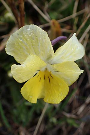 Viola calcarata \ Langsporniges Veilchen, Gesporntes Stiefmtterchen / Spurred Pansy, F Col de la Cayolle 30.4.2023