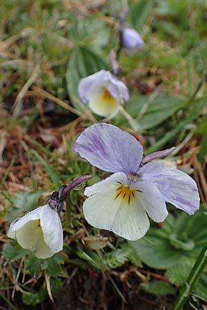 Viola calcarata \ Langsporniges Veilchen, Gesporntes Stiefmtterchen / Spurred Pansy, F L'Authion 1.5.2023
