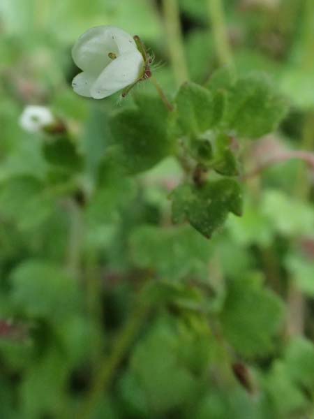 Veronica cymbalaria \ Zymbelkraut-Ehrenpreis / Cymbalaria-Leaved Speedwell, F Grasse 15.3.2024