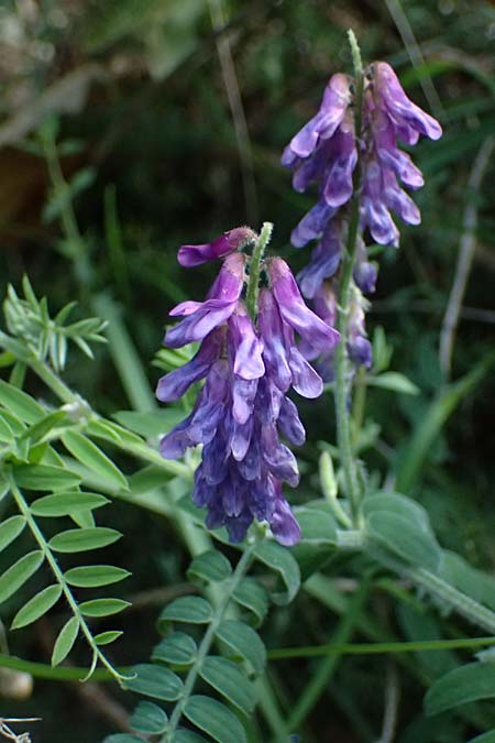 Vicia cracca subsp. incana \ Graue Vogel-Wicke / Grey Tufted Vetch, F Tende 18.5.2026