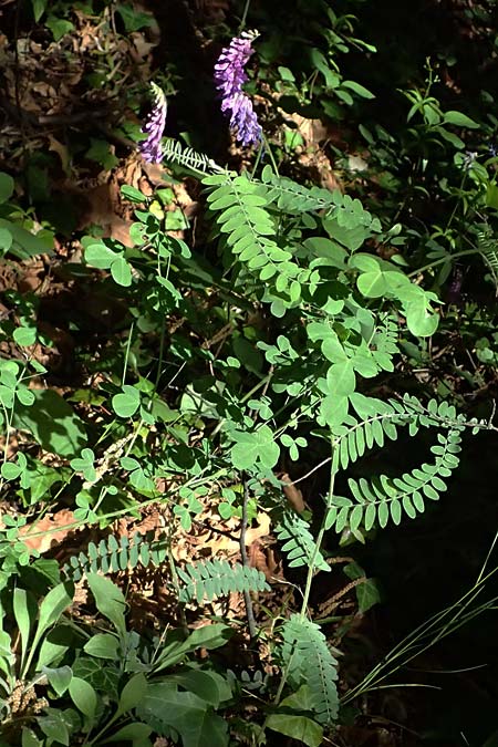 Vicia cracca subsp. incana \ Graue Vogel-Wicke / Grey Tufted Vetch, F Tende 18.5.2026