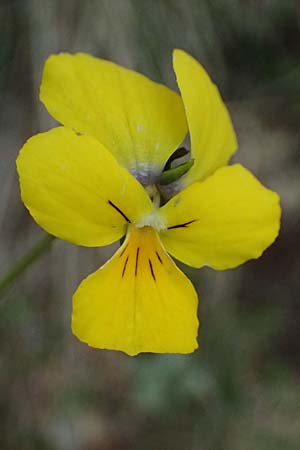 Viola calcarata \ Langsporniges Veilchen, Gesporntes Stiefm&uuml;tterchen / Spurred Pansy, F L'Authion 18.5.2026