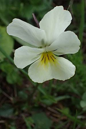 Viola calcarata \ Langsporniges Veilchen, Gesporntes Stiefm&uuml;tterchen / Spurred Pansy, F L'Authion 18.5.2026