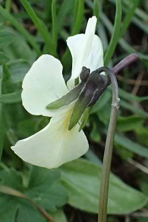 Viola calcarata \ Langsporniges Veilchen, Gesporntes Stiefm&uuml;tterchen / Spurred Pansy, F L'Authion 18.5.2026