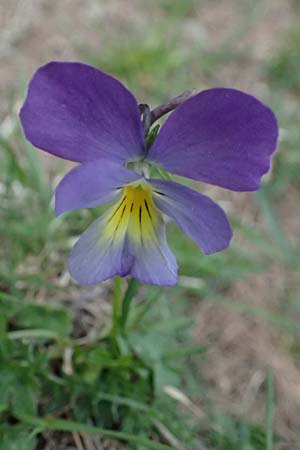 Viola calcarata \ Langsporniges Veilchen, Gesporntes Stiefm&uuml;tterchen / Spurred Pansy, F L'Authion 18.5.2026