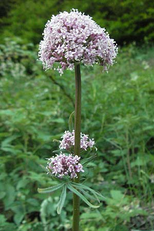 Valeriana pratensis subsp. angustifolia \ Schmalblttriger Arznei-Baldrian / Wallroth's Valerian, Narrowleaf Valerian, F Mont Aigoual 8.6.2006
