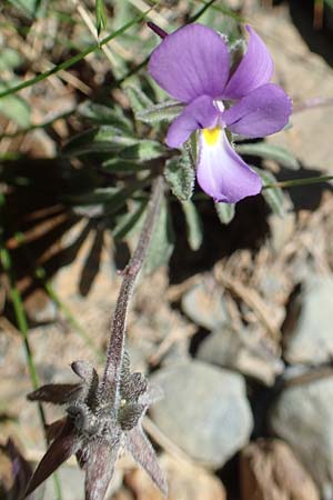 Viola diversifolia \ Verschiedenbl&auml;ttriges Veilchen / Diverse-Leaved Violet, Lapeyrouse's Pansy, F Pyren&auml;en/Pyrenees, Puigmal 1.8.2018