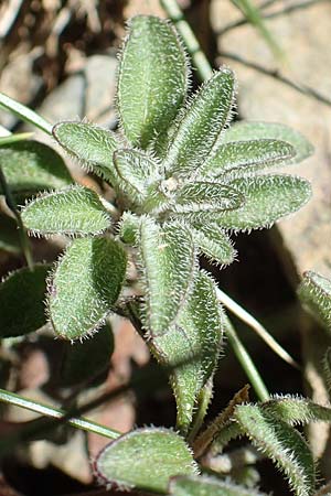 Viola diversifolia \ Verschiedenbl&auml;ttriges Veilchen / Diverse-Leaved Violet, Lapeyrouse's Pansy, F Pyren&auml;en/Pyrenees, Puigmal 1.8.2018