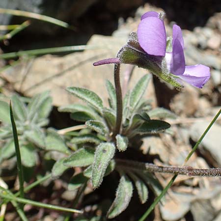 Viola diversifolia \ Verschiedenbl&auml;ttriges Veilchen / Diverse-Leaved Violet, Lapeyrouse's Pansy, F Pyren&auml;en/Pyrenees, Puigmal 1.8.2018