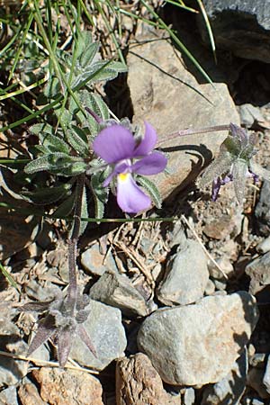 Viola diversifolia \ Verschiedenbl&auml;ttriges Veilchen / Diverse-Leaved Violet, Lapeyrouse's Pansy, F Pyren&auml;en/Pyrenees, Puigmal 1.8.2018