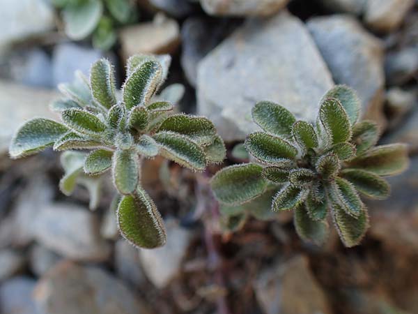 Viola diversifolia \ Verschiedenbl&auml;ttriges Veilchen / Diverse-Leaved Violet, Lapeyrouse's Pansy, F Pyren&auml;en/Pyrenees, Puigmal 1.8.2018