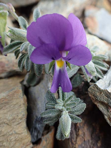Viola diversifolia \ Verschiedenbl&auml;ttriges Veilchen / Diverse-Leaved Violet, Lapeyrouse's Pansy, F Pyren&auml;en/Pyrenees, Puigmal 1.8.2018