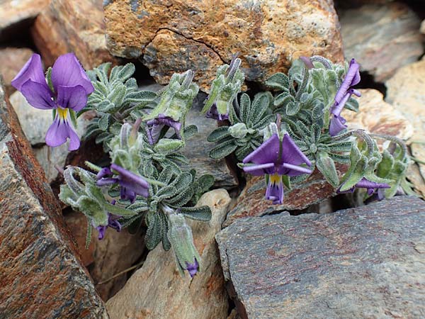 Viola diversifolia \ Verschiedenbl&auml;ttriges Veilchen / Diverse-Leaved Violet, Lapeyrouse's Pansy, F Pyren&auml;en/Pyrenees, Puigmal 1.8.2018