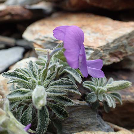 Viola diversifolia \ Verschiedenbl&auml;ttriges Veilchen / Diverse-Leaved Violet, Lapeyrouse's Pansy, F Pyren&auml;en/Pyrenees, Puigmal 1.8.2018