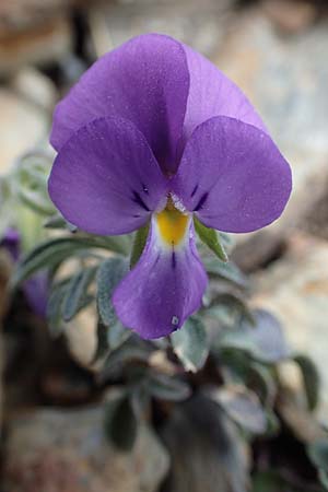 Viola diversifolia \ Verschiedenbl&auml;ttriges Veilchen / Diverse-Leaved Violet, Lapeyrouse's Pansy, F Pyren&auml;en/Pyrenees, Puigmal 1.8.2018