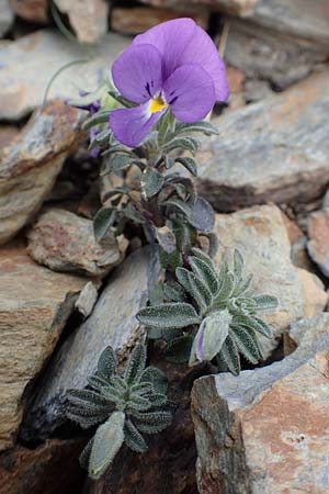 Viola diversifolia \ Verschiedenbl&auml;ttriges Veilchen / Diverse-Leaved Violet, Lapeyrouse's Pansy, F Pyren&auml;en/Pyrenees, Puigmal 1.8.2018