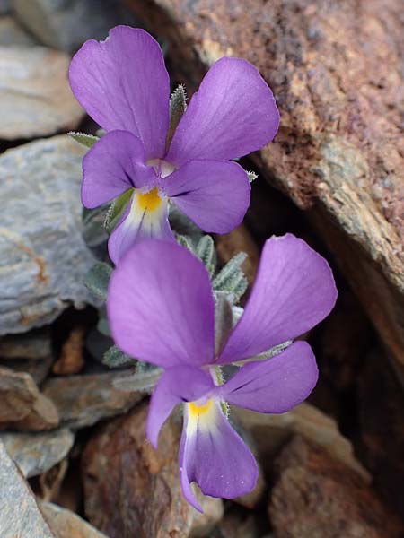 Viola diversifolia \ Verschiedenbl&auml;ttriges Veilchen / Diverse-Leaved Violet, Lapeyrouse's Pansy, F Pyren&auml;en/Pyrenees, Puigmal 1.8.2018