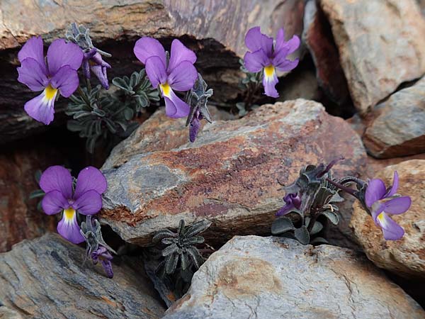 Viola diversifolia \ Verschiedenbl&auml;ttriges Veilchen / Diverse-Leaved Violet, Lapeyrouse's Pansy, F Pyren&auml;en/Pyrenees, Puigmal 1.8.2018